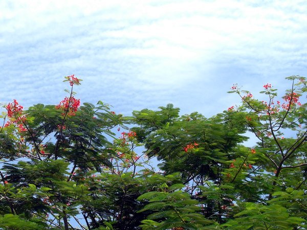 trees and blossoms and sky