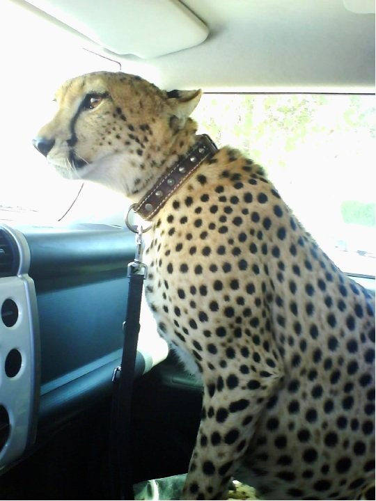 Taking the cheetah out for a drive
