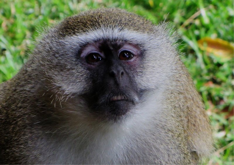 A distinuished-looking blue-balled monkey