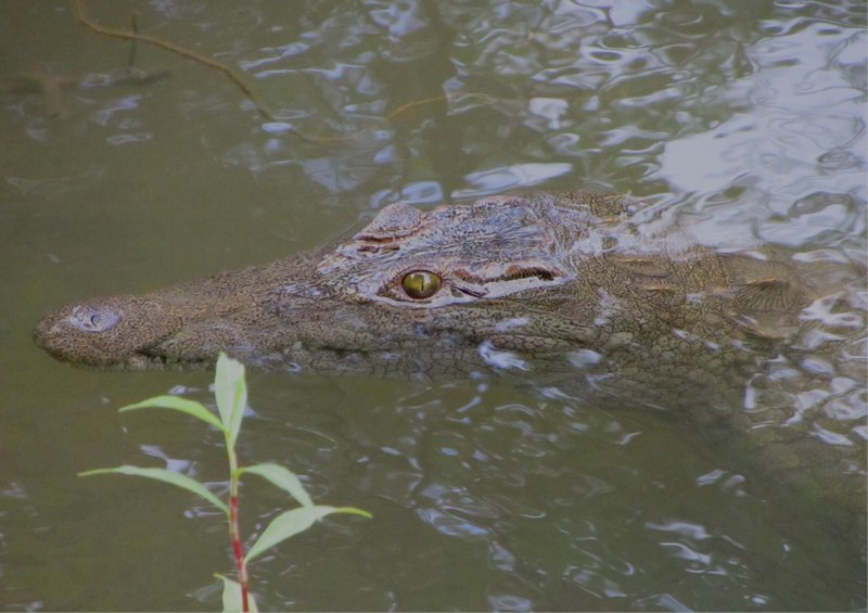 Zambezi crocodile