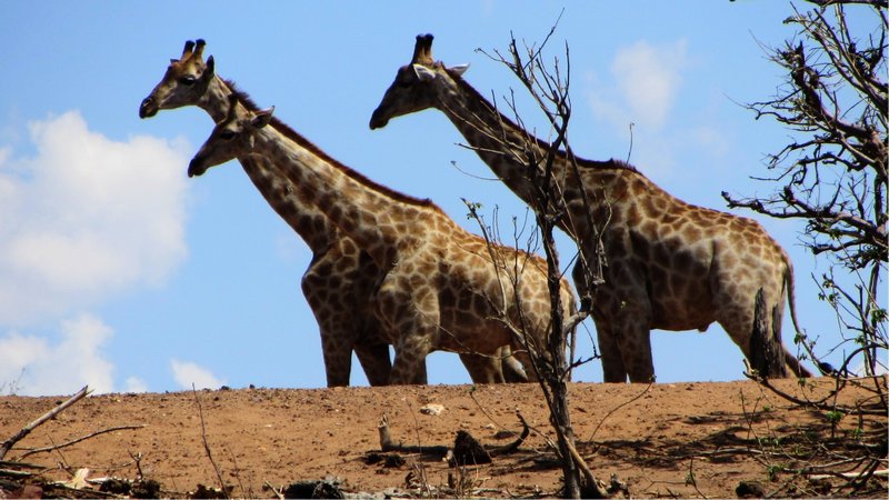 A trio of giraffes