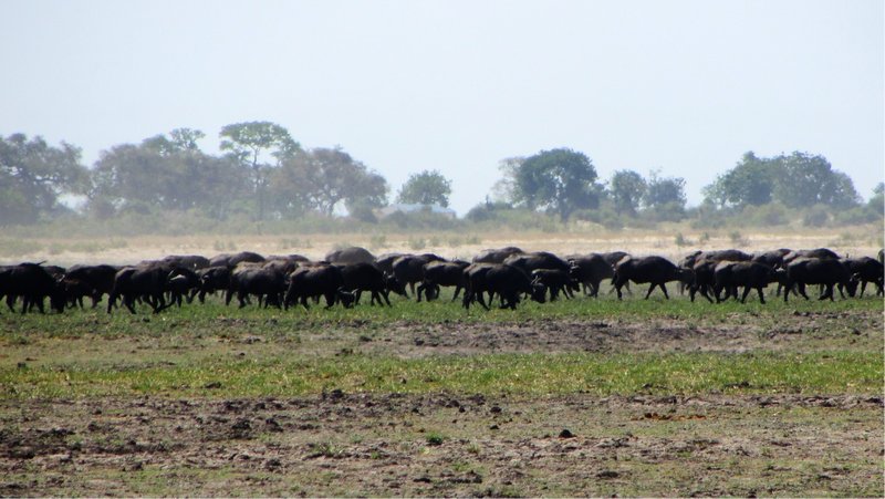 The massive herd of Water buffalo