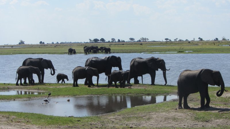 Elephants as far as the eye could see