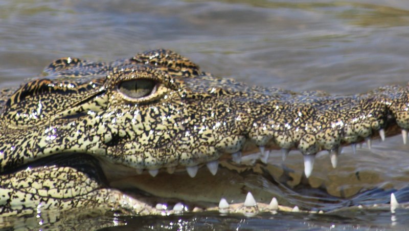 Croc showing its teeth