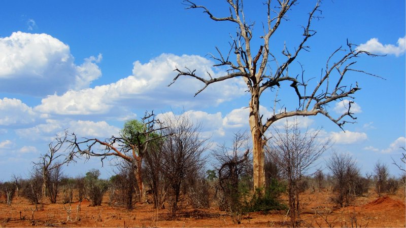 Scenery of Chobe