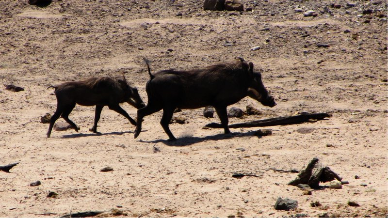 A pair of warthogs