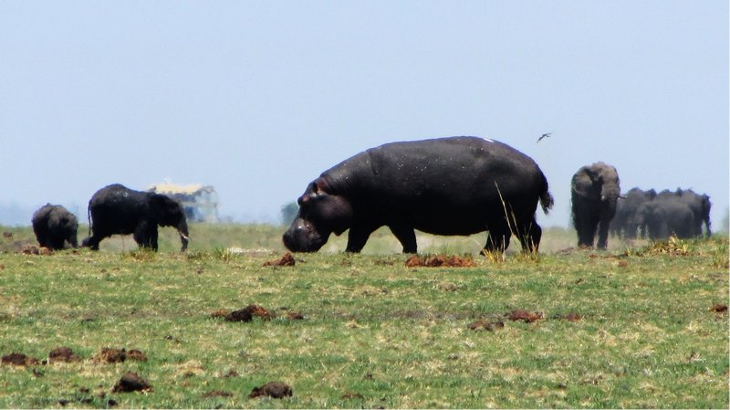 Hippo grazing in the heat