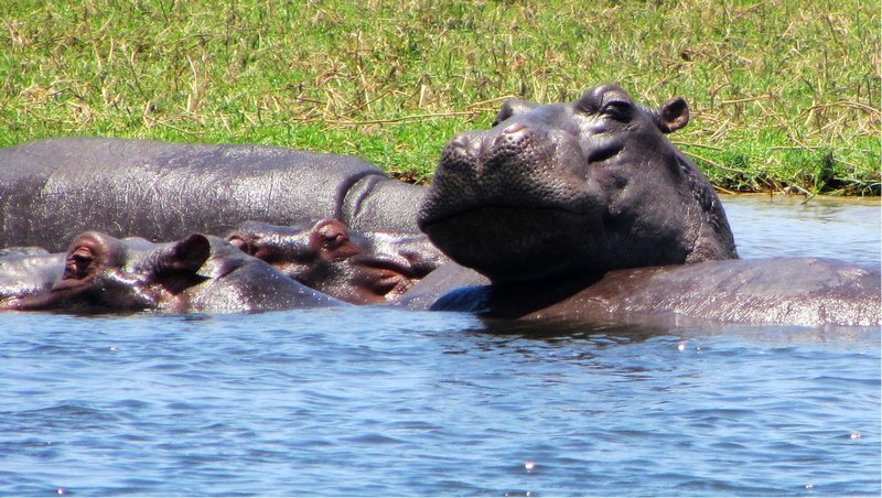 Lounging hippos