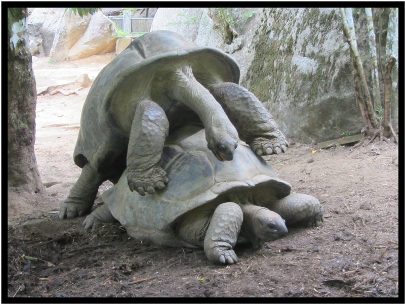 Randy tortoise