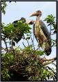 Marabou Stork - Ugly bird