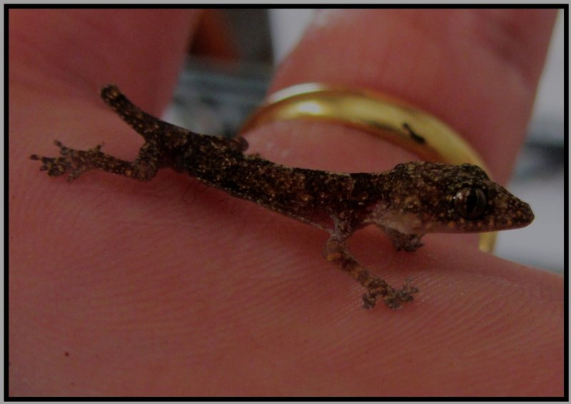 A tiny lizard I found n my rom