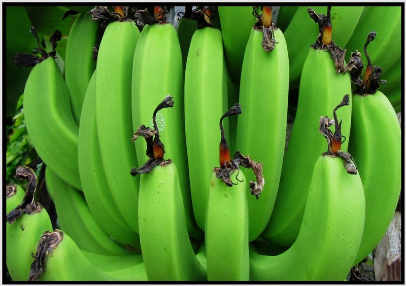 Bananas are everywhere in the Comoros