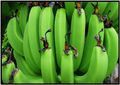 Wild bananas