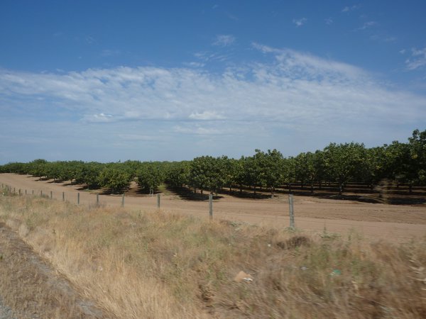More almond trees
