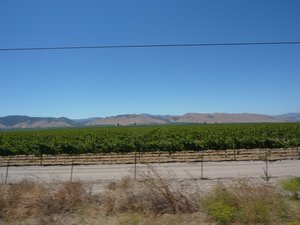 Vineyards along the way