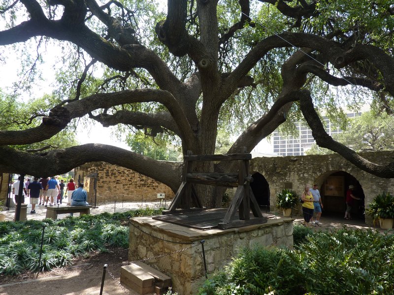 Oak Tree @ the Alamo