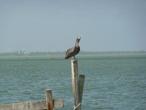 My pelican fetish continues...