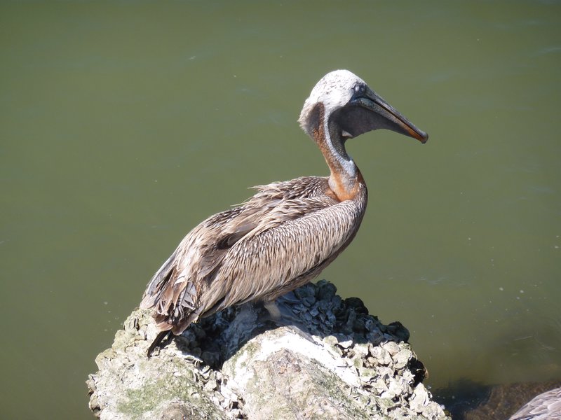 More pelicans :)