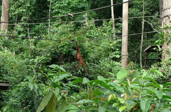 Orangutan i center