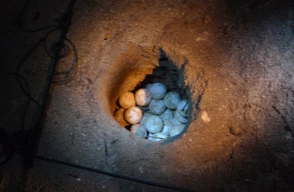 Æggene bliver lagt i et hul til udrugning