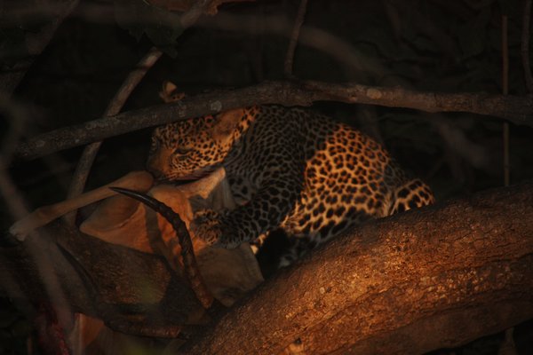 Lunching Leopard