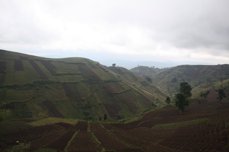 DRC Farmland