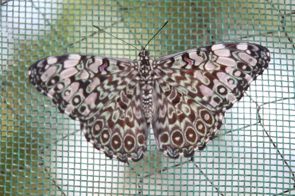 Indigenous Butterfly