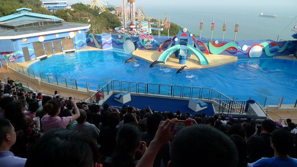 Delfin Show i Ocean Park