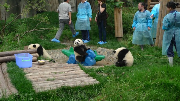 11 mdr. gamle pandabjørne leger