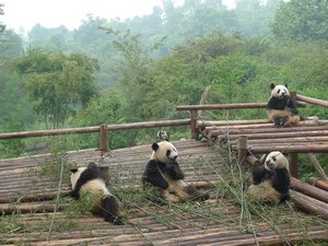 Pandabjørne i pandabasen