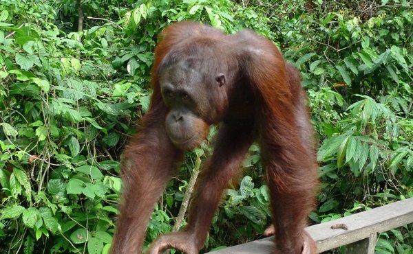 Orangutang i rehabiliteringscenter