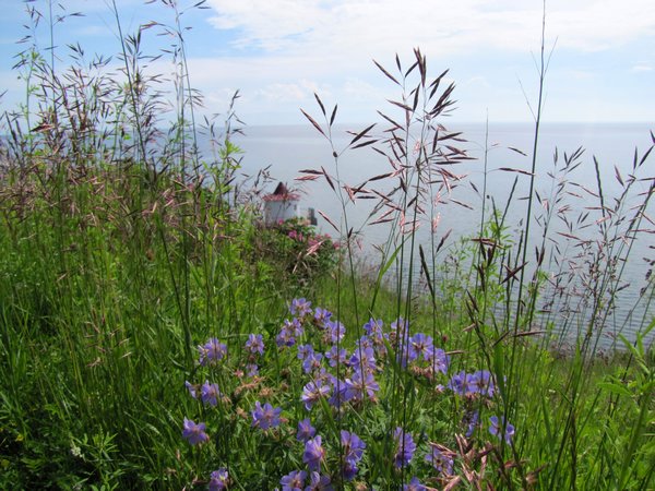 Wild Flowers Baikal