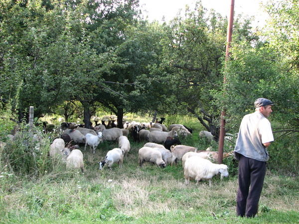 A flock of sheeps and goats