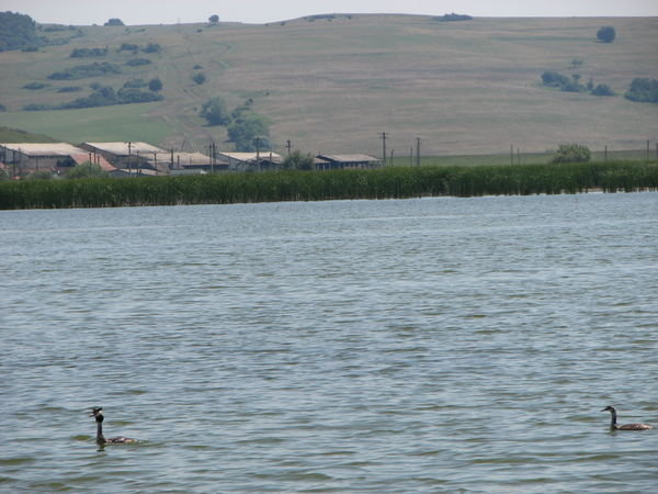 The gooses lake 