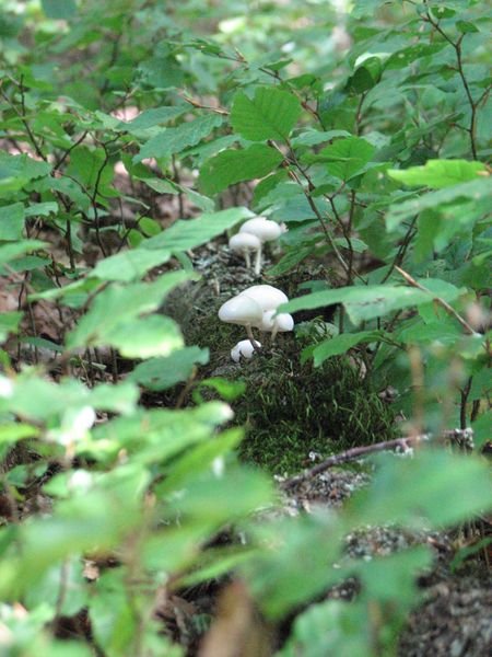 Poisoning mushrooms