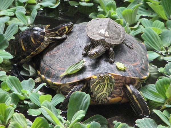 Turtle traffic jam
