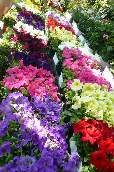 random flower market