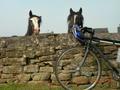Inquisitive horses near Hadrian's Wall