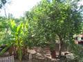 My mango tree!
