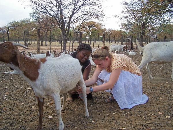 milking the goat