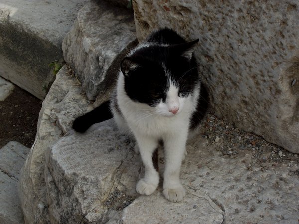 Typical turkish stray