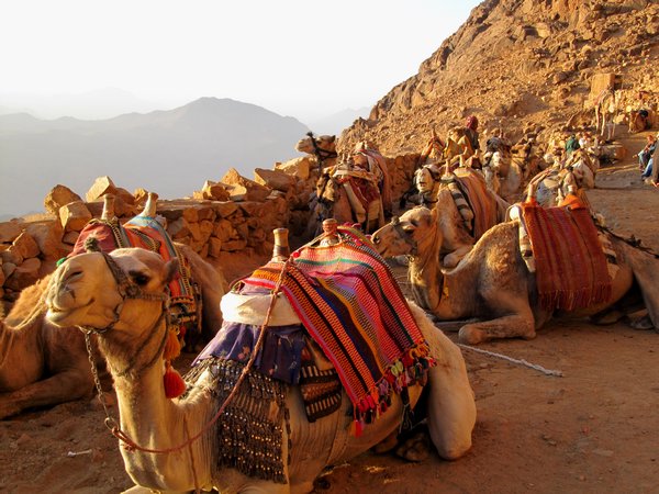Camels at Mt Sinai