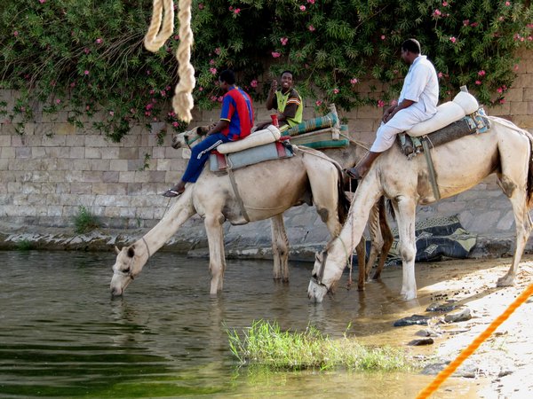 Thirsty camels at Aswan