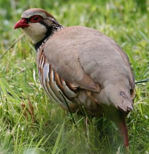 RSPB Bird - red legged partridge