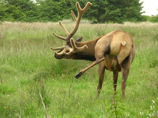 Elk immodesty