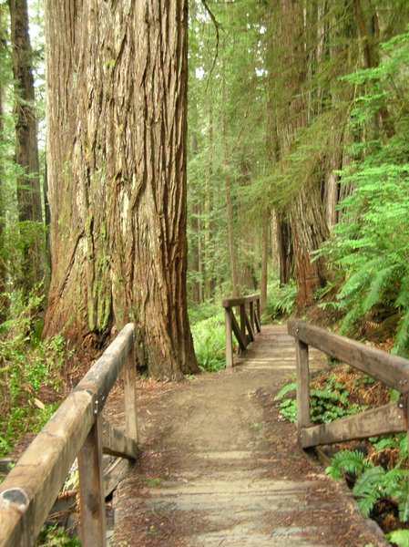 Redwoods hike