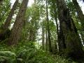 Redwoods Hike