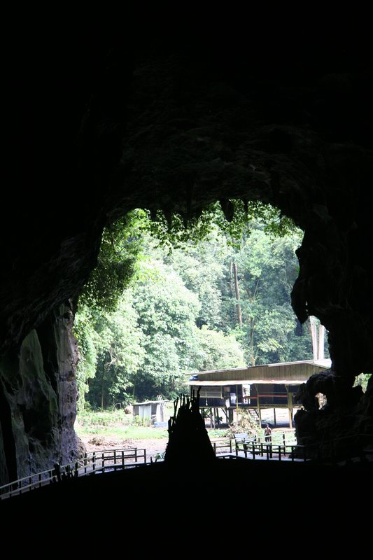 Sabah - Gomantong Caves (12)