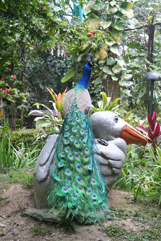 Kuala Lumpur - Kuala Lumpur Bird Park  (14)