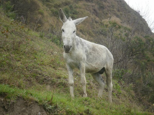 a donkey watching Zuzka which was scared to death walking around him :)
